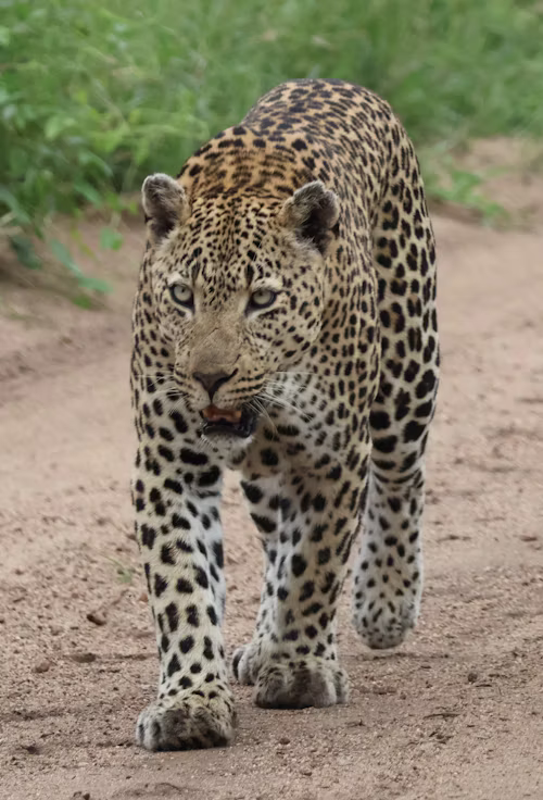 African Leopard